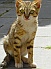 Photo : {Click to enlarge}